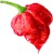 Musztarda Trinidad Scorpion BARDZO OSTRA Bez Glutenu 210g ROLESKI