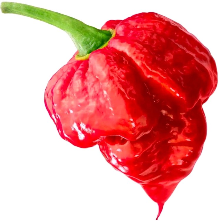 Musztarda Trinidad Scorpion BARDZO OSTRA Bez Glutenu 210g ROLESKI