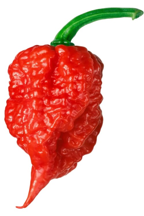 Sos Carolina Reaper SUPER HOT Bez Konserwantów 110g ROLESKI