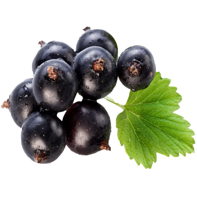 Syrop Koncentrat CZARNA PORZECZKA Blackcurrant BEZ CUKRU 600ml TEISSEIRE