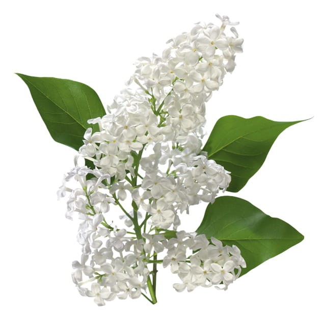 Syrop Koncentrat KWIAT CZARNEGO BZU Elderflower BEZ CUKRU 600ml TEISSEIRE