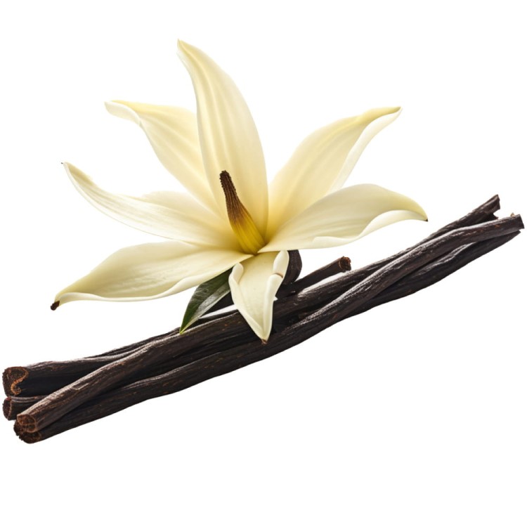 Syrop Koncentrat WANILIA TRUSKAWKA Vanilla Strawberry BEZ CUKRU 600ml TEISSEIRE