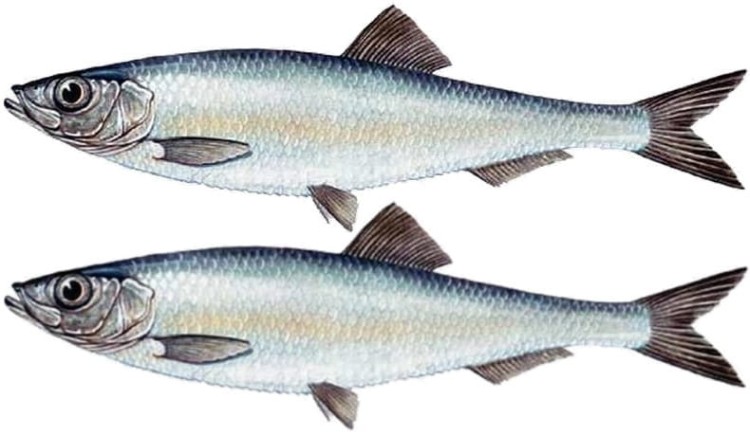Szprot w Sosie Pomidorowym 170g KIER