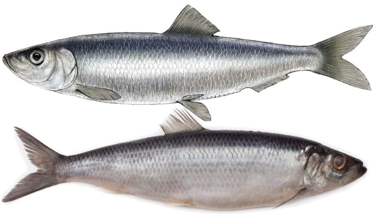 Śledź w Sosie Pomidorowym 170g KIER