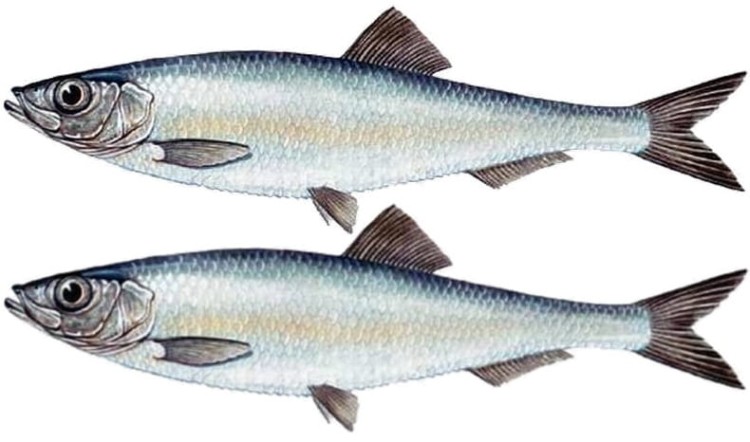 Szprot Karo w Oleju 170g KIER